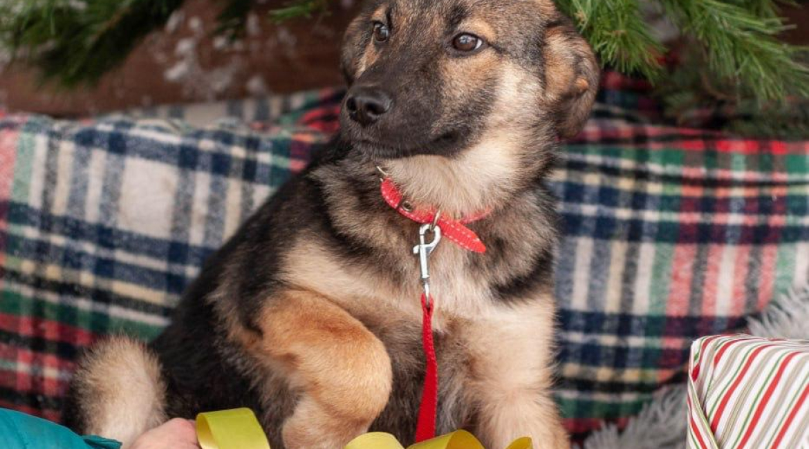 Chiens à adopter